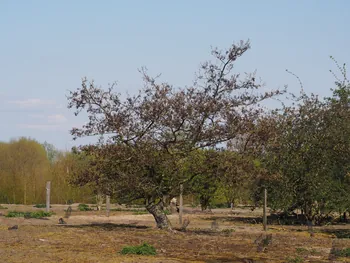 Kalkense Meersen (België)